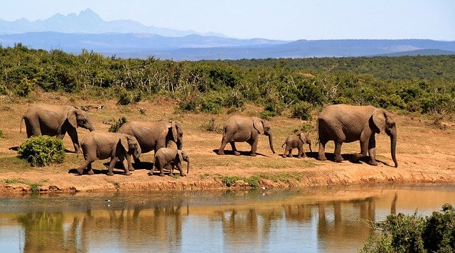 14 Day South Africa Safari Vacation